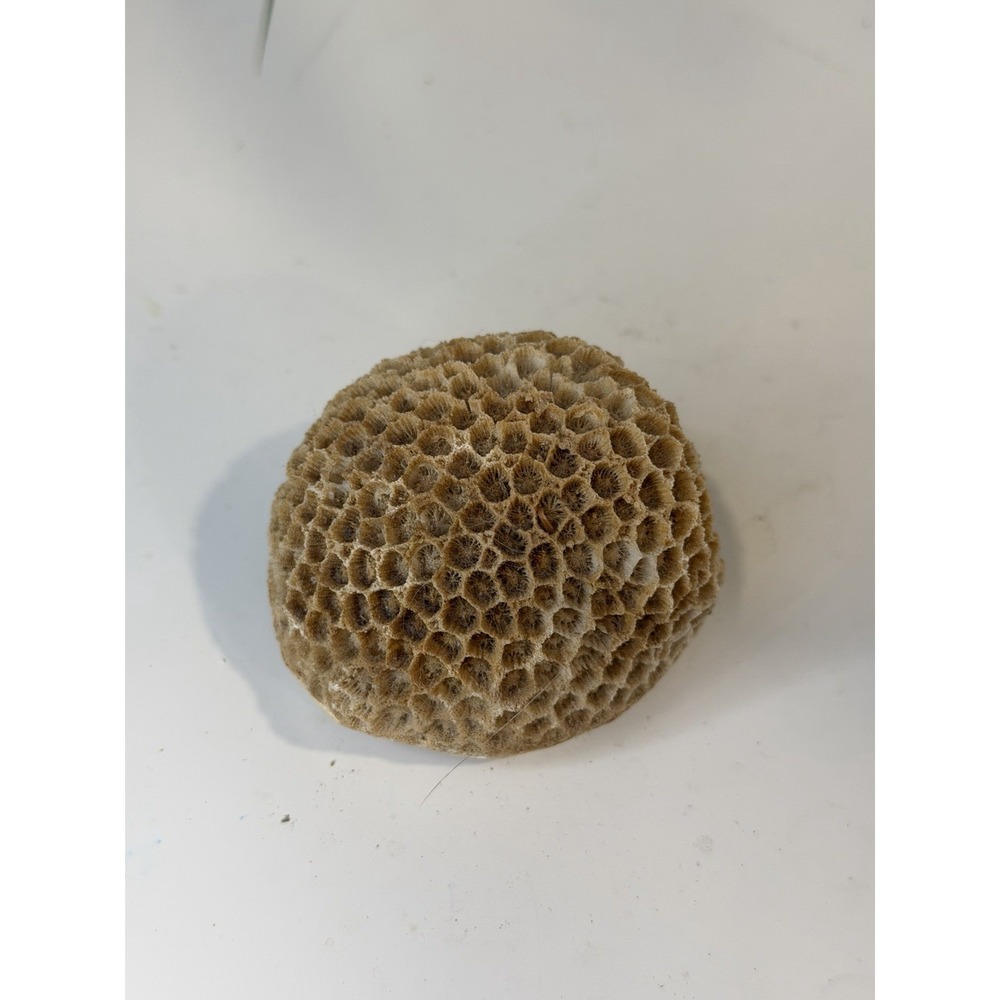 Vintage Natural Brain Honeycomb Coral Specimen 2.5" Ocean Sea Life Beach Decor